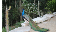 Peacocks
