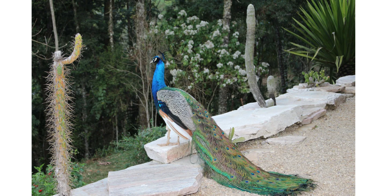 Peacocks